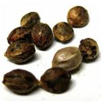 Семена марихуаны АК-47  (Seeds AK-47) в Серафимовиче